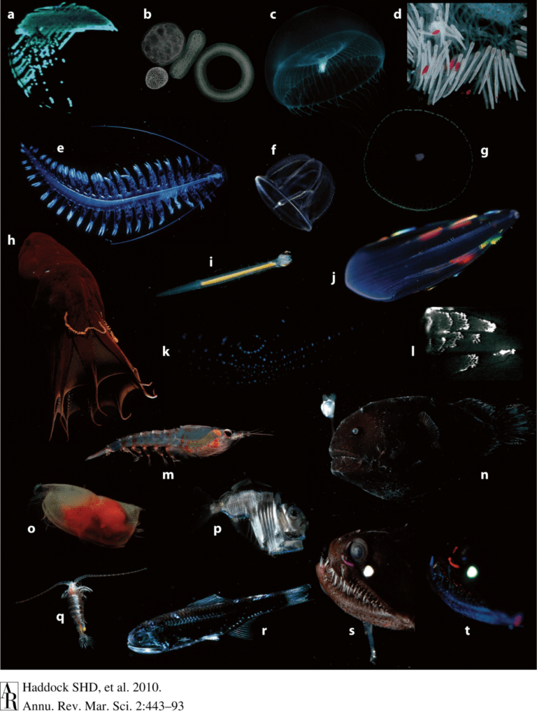 Darstellung von biolumineszenten Organismen