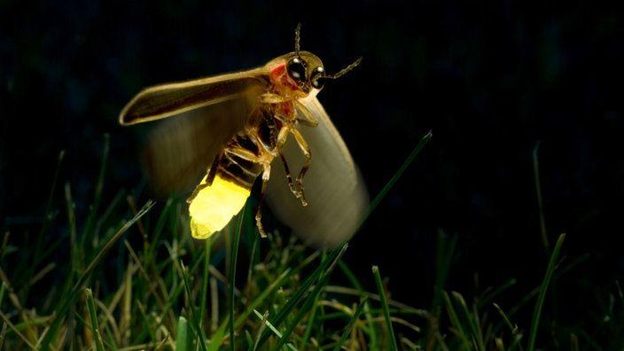 Glühwürmchen fliegt über Rasen